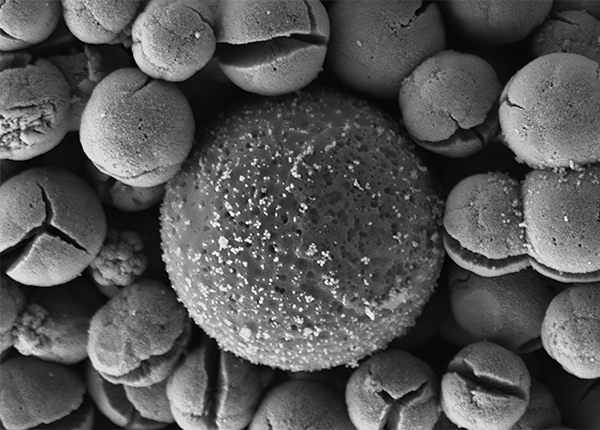 A black and white microscope image of a tiny microplastic molecule surrounded by little spheres with cracks like little mouths A black and white microscope image of a tiny microplastic molecule surrounded by little spheres with cracks like little mouths