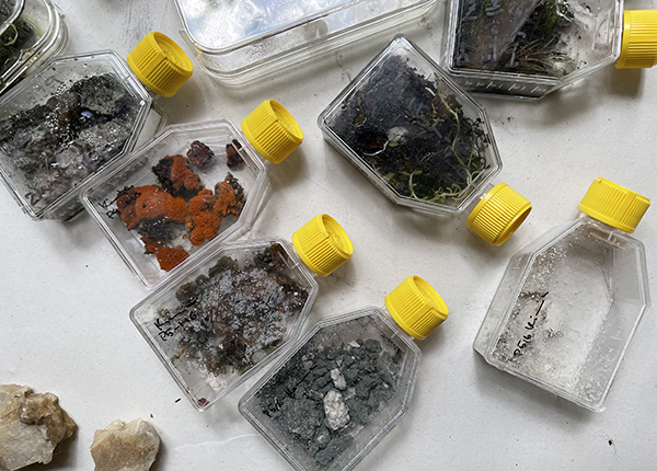 Little specimen bottles with yellow lids filled with soil, roots and little rocks Little specimen bottles with yellow lids filled with soil, roots and little rocks