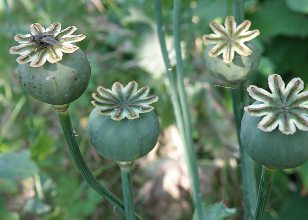Poppy seed heads with a fly on top of one Poppy seed heads with a fly on top of one