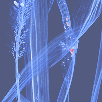A microscope image of reed canary grass A microscope image of reed canary grass