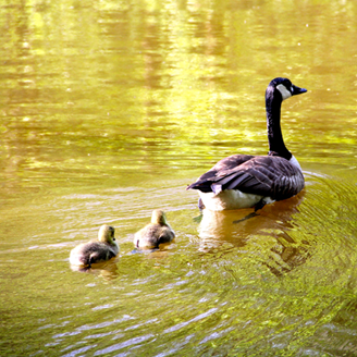 A Canada goose paddles across a lake followed by her goslings A Canada goose paddles across a lake followed by her goslings