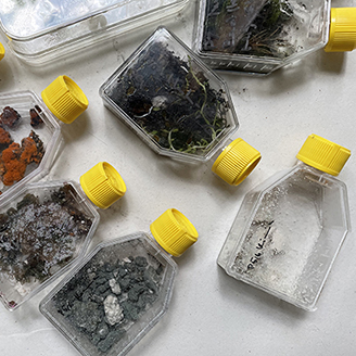 Little specimen bottles with yellow lids filled with soil, roots and little rocks Little specimen bottles with yellow lids filled with soil, roots and little rocks