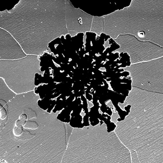 A black and white microscope image of virus-like black particle A black and white microscope image of virus-like black particle