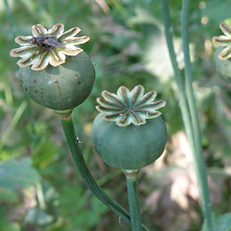 Poppy seed heads with a fly on top of one Poppy seed heads with a fly on top of one