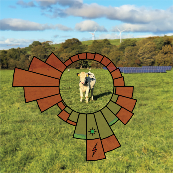 Cow in a field with and orange circle around it