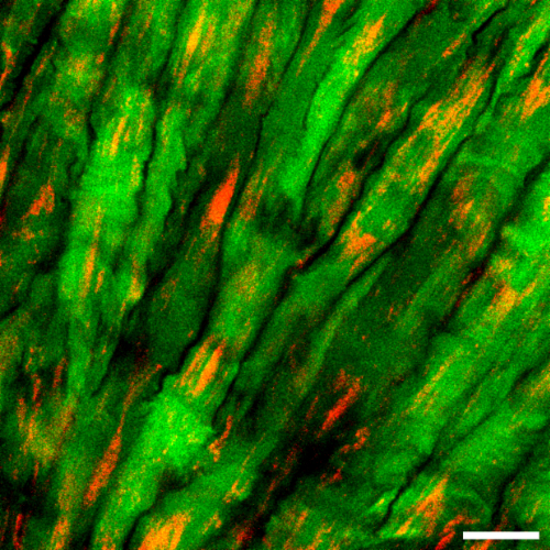 Close up of cells in green and red Close up of cells in green and red