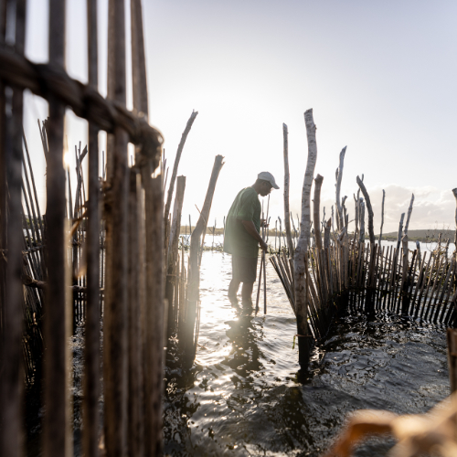 Photograph of man standing in ocean amongst reeds and fencing Photograph of man standing in ocean amongst reeds and fencing