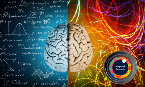Human brain on blue and red background