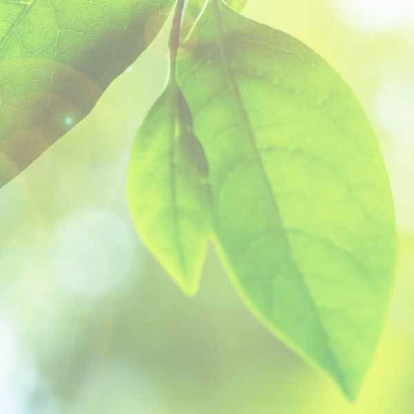Green leaf Green leaf