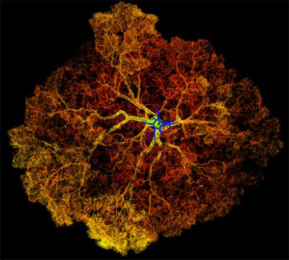 A Padouk tree, imaged from beneath the roots, looking up towards the canopy using terrestrial laser scanning technology A Padouk tree, imaged from beneath the roots, looking up towards the canopy using terrestrial laser scanning technology