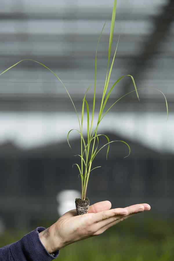 A green plant is held in the palm of a hand A green plant is held in the palm of a hand